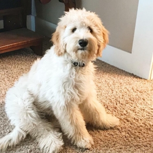 Golden doodle Listing Image