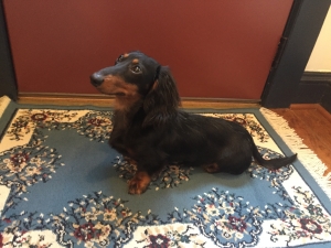 Dachshund Miniature Long Haired Stud Dogs Available Now Breed