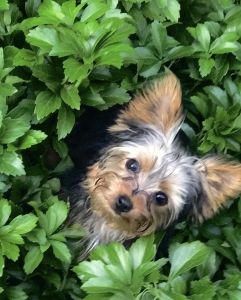 Yorkie Stud Listing Image