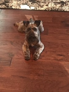 Miniature Schnauzer  Listing Image