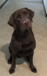 AKC Register Chocolate  Listing Image