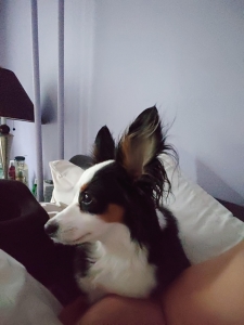 Tri-Color Female Toy Aussie Listing Image