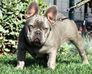 Lilac French Bulldog Listing Image