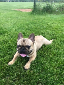 French Bulldog Listing Image