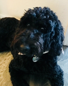 Labradoodle Hunk Listing Image