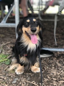 Dachshund Miniature Long Hair Lovely personality and beautiful shiny hair Listing Image