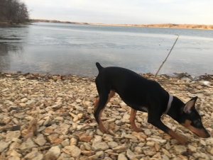 Strong Female Miniture Pinscher Listing Image
