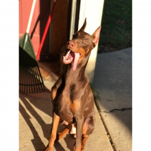 Red doberman stud Listing Image