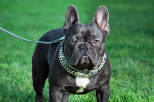French Bulldog Stud Service Listing Image