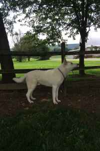 white german shepherd stud