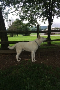 Akc White German Shepherd Stud Listing Image