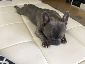 Lilac blue brindle Listing Image