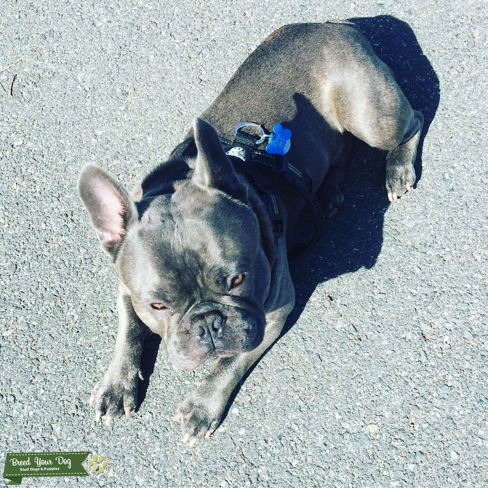 Lilac blue brindle - Stud Dog in CA, United States | Breed Your Dog