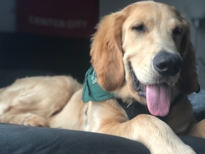 Golden Retreiver Purebred - Large Listing Image