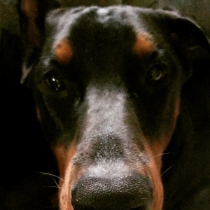 Purebred European Doberman Pinscher Listing Image