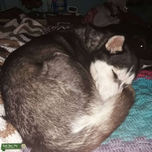 Luna looking for handsome wolf hybrid or shepherd stud Listing Image