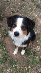 Miniature Australian Shepherd Listing Image