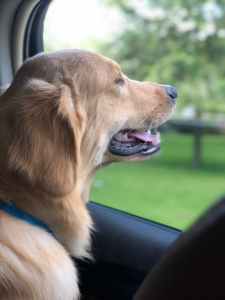 Sweet Pure Light Golden Retriever Looking to Stud Listing Image