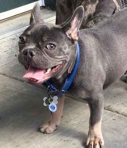 French Bulldog Listing Image