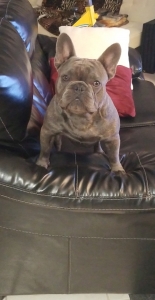 Blue Brindle French Bulldog Listing Image