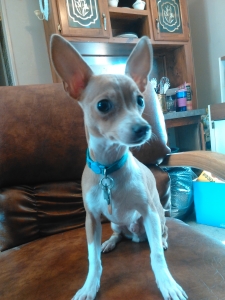 Tan Toy-Sized Chihuahua Listing Image
