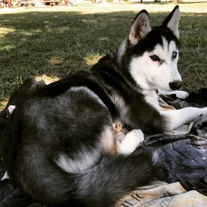 Sweet Alphonse looking for the right female to mate for company Listing Image