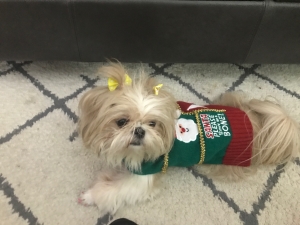 Beautiful teacup shih-tzu female lookng for male stud Listing Image
