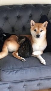 Red Shiba Inu Stud Listing Image