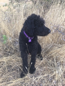 Black Labradoodle Listing Image
