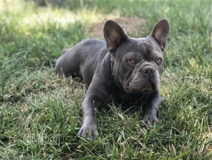 French bulldog Stud (Lilac) Listing Image