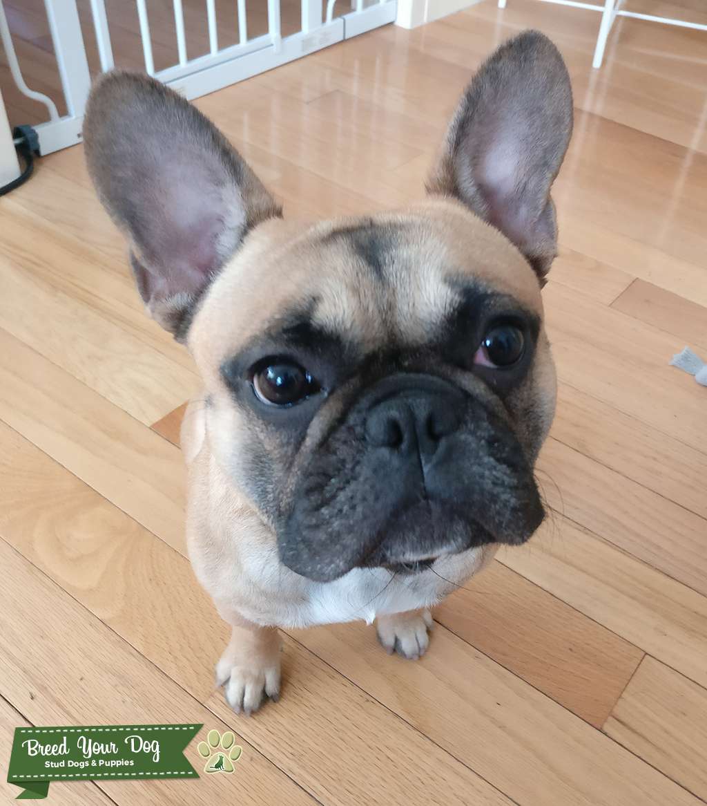 super cute french bulldog
