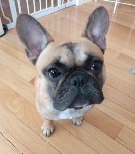 Super cute French Bulldog stud Listing Image