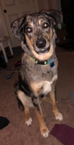 Australian Shepherd/border collie  Listing Image