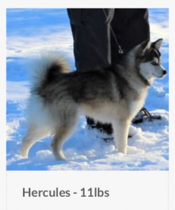 pomsky blue eyes Listing Image