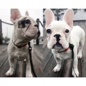 White French Bulldog Stud (3yrs old) Listing Image
