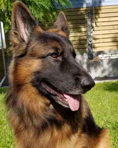 Stud Dog Long Haired German Shepherd Stud Breed Your Dog