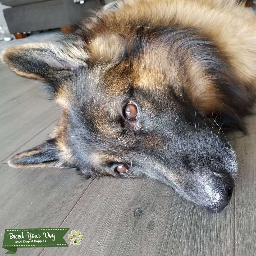 long haired german shepherd stud
