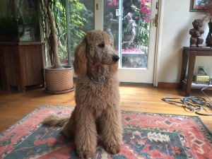 Seeking Goldendoodle stud Listing Image