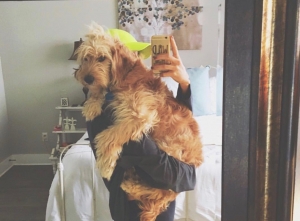 Medium F1 goldendoodle (MALE) Listing Image