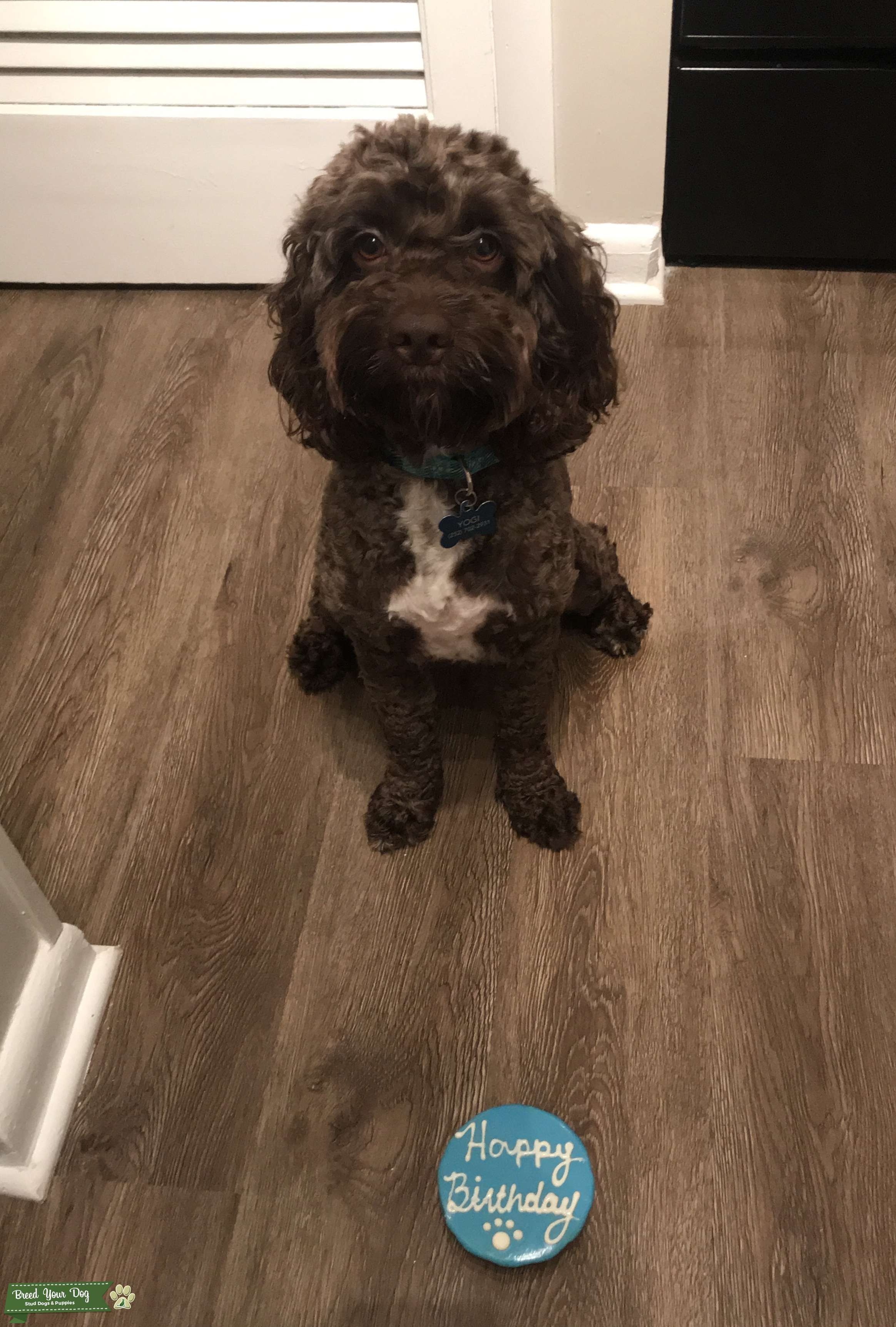 Cockapoo male Stud Dog in North Carolina, the United States Breed