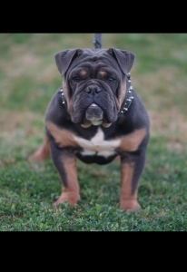 Blue Tri English bulldog Listing Image