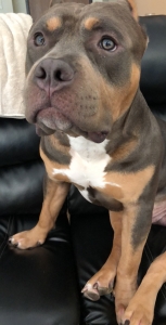Tri-Color American Bully  Listing Image