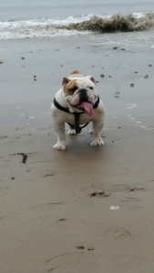 English Bulldog Stud Listing Image
