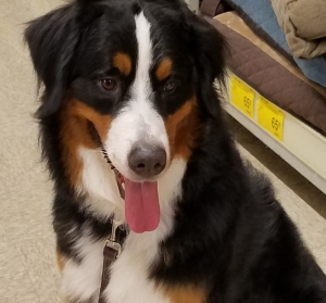 Pedigree male Bernese Mountain Listing Image