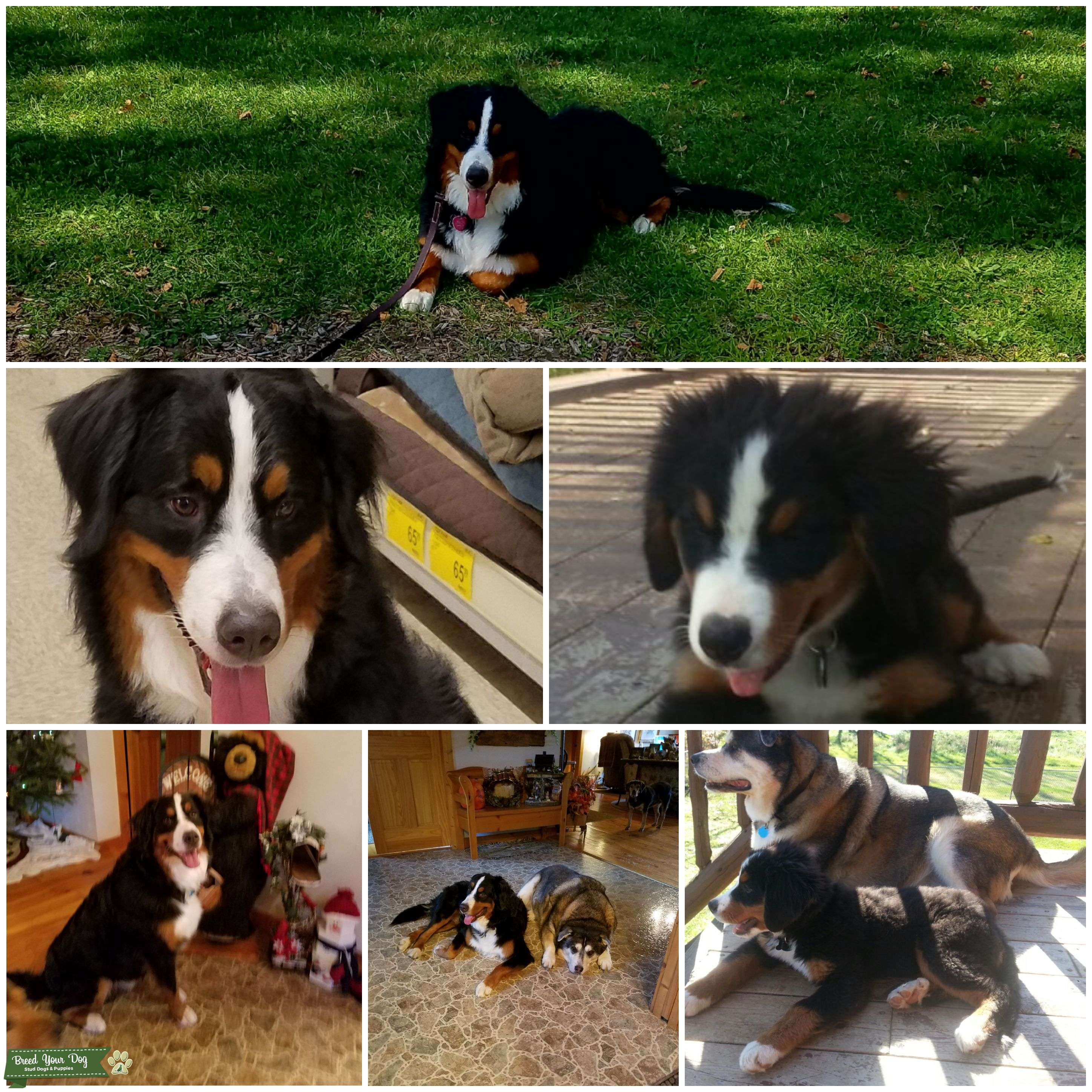 Pedigree male Bernese Mountain Stud Dog in Northeast Ohio, the United