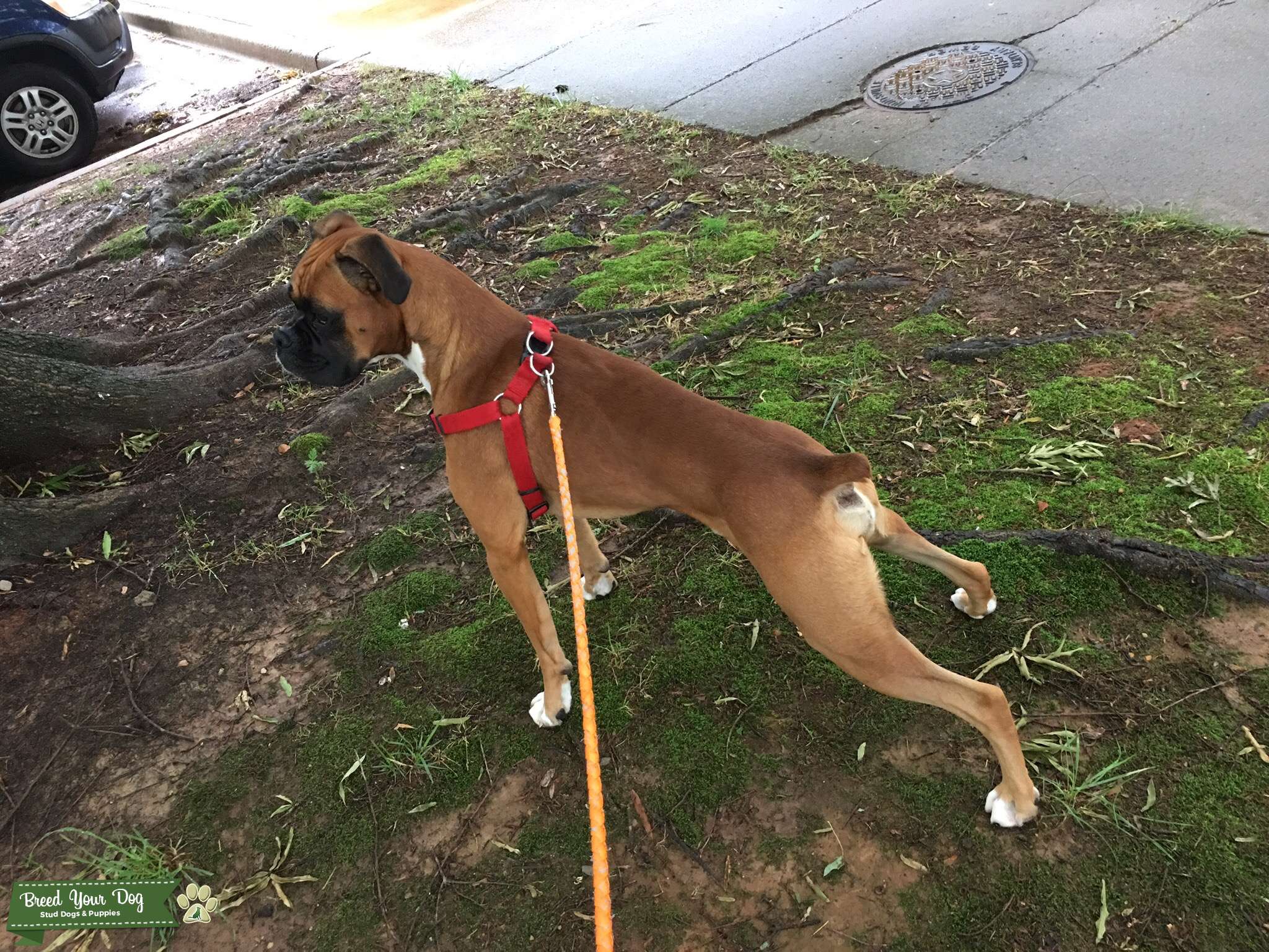 LEAN FAWN BOXER STUD Stud Dog in Alabama, the United States Breed