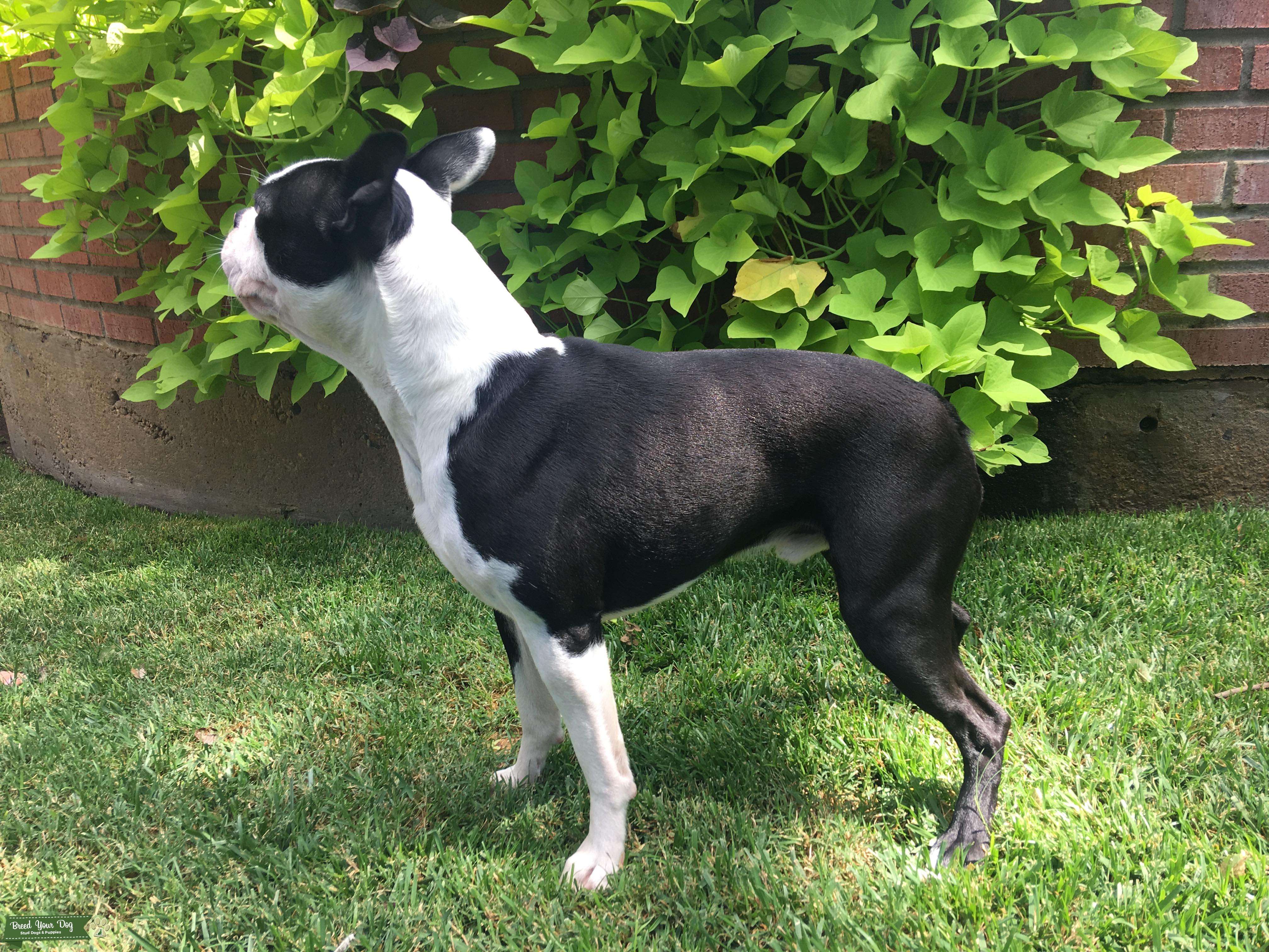 Boston Terrier Stud Hereford, Texas Stud Dog TX Breed Your Dog