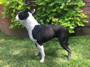 Boston Terrier Stud - Hereford, Texas Listing Image