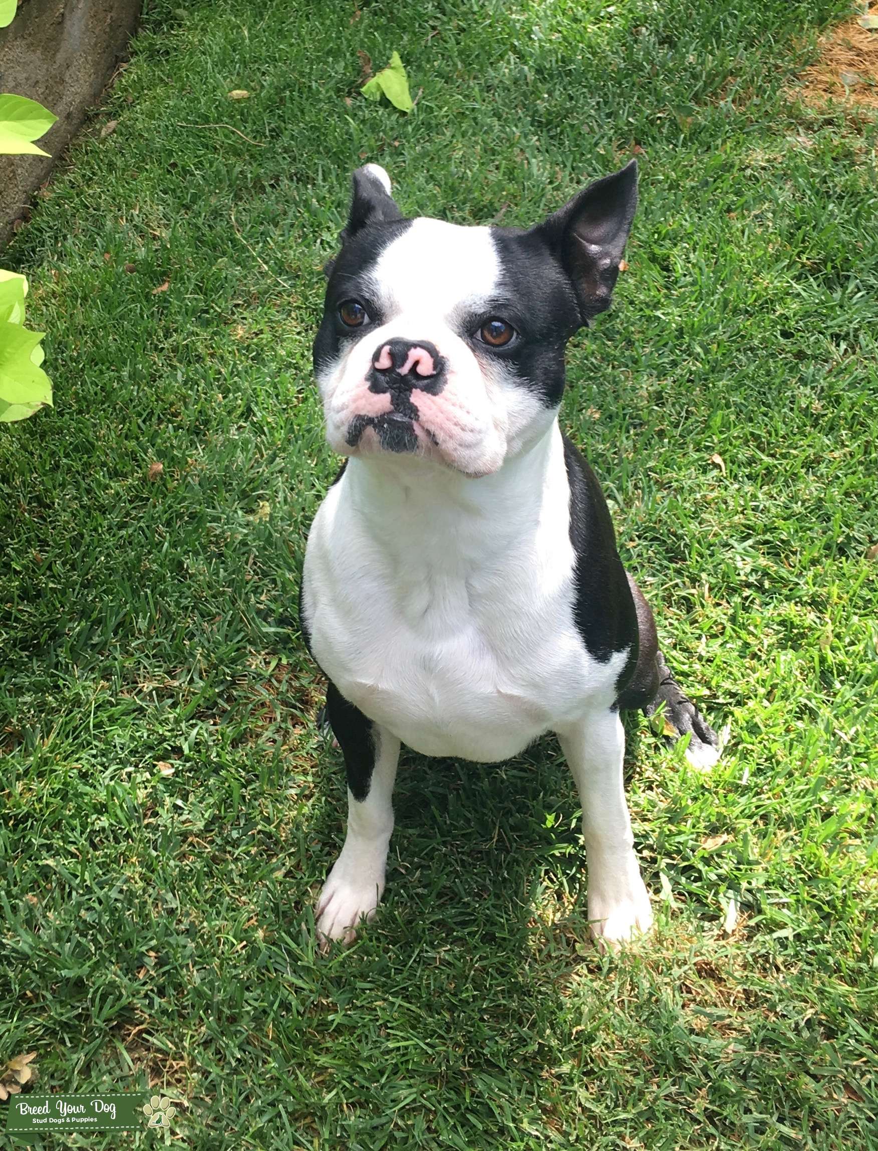 Boston Terrier Stud Hereford, Texas Stud Dog TX Breed Your Dog