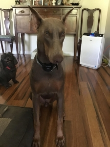 Fawn Doberman pinscher Listing Image